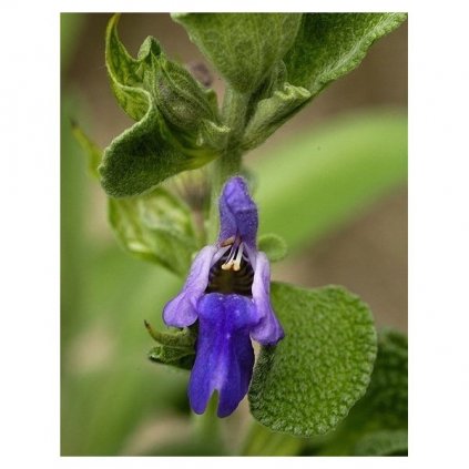 ŠALVĚJ LÉKAŘSKÁ - SALVIA OFFICINALIS - SEMENA ŠALVĚJE 0,5 G, (CCA 60 KS)