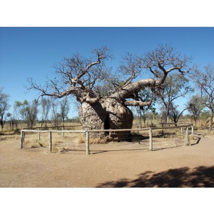 Derby By Nachoman-au - Own work, CC BY-SA 3.0, https://commons.wikimedia.org/w/index.php?curid=482474boab, Western Australia