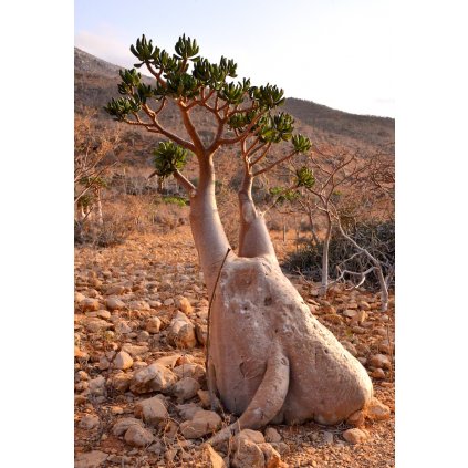 Desert Rose Bottle Tree, Socotra Island (15534436912)
