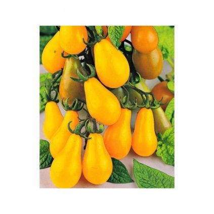Rajče tyčkové rybízové žluté Yellow Pear Shaped - semena rajčat 0,2 g, 50 ks