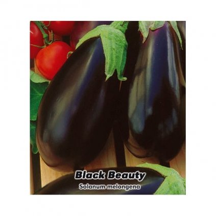 LILEK ČERNÝ VEJCOPLODÝ BLACK BEAUTY (Solanum melongena L.) - SEMENA LILKU - 1 G (CCA 200 KS)