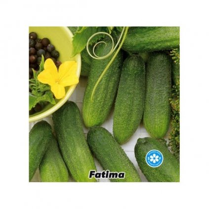 OKURKA NAKLÁDAČKA JEMNOOSTNÁ F1 FATIMA (CUCUMIS SATIVUS) - SEMENA OKURKY - 1 G (CCA 30 KS)