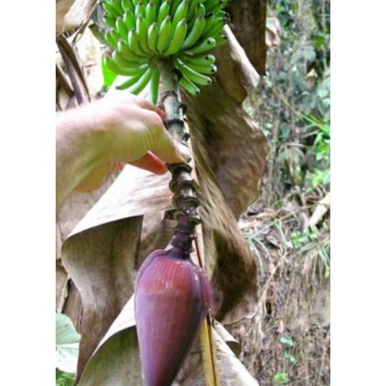 musa