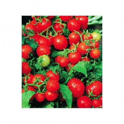 Rajče balkonové keříčkové Balkonzauber - semena rajčat 0,2 g, 70 ks