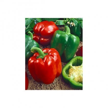 Paprika zeleninová - California Wonder - semena papriky - 0,4 g, 50 ks