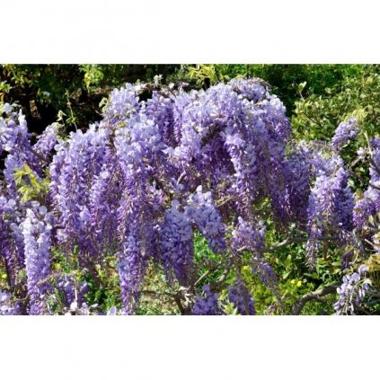 VISTÁRIE ČÍNSKÁ (WISTERIA SINENSIS) - SEMENA VISTÁRIE - 5 KS