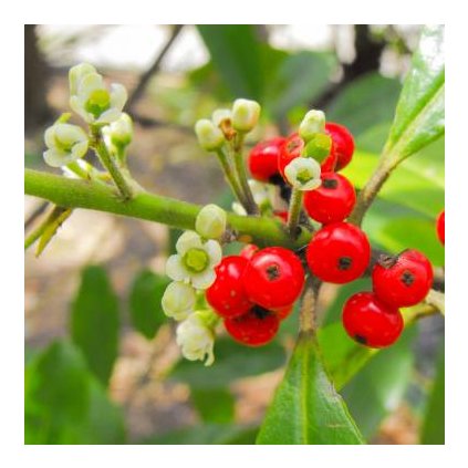 Cesmína paraguayská - yerba maté (Ilex paraguariensis) semena cesmíny - 5 ks