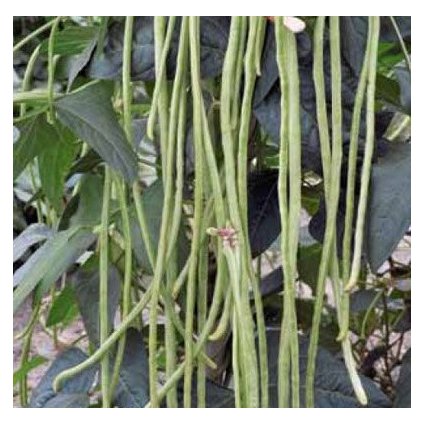 VIGNA ČÍNSKÁ - ŠPAGETOVÁ FAZOL (VIGNA UNGUICULATA) - SEMENA VIGNY - 20 KS