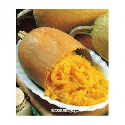 Tykev špagetová - semena špagetové dýně 2 g