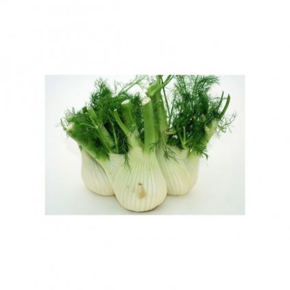 FENYKL HLÍZNATÝ DI FIRENZE (FOENICULUM CAPILLACEUM) - SEMENA FENYKLU - 1,5 G (CCA 400 KS)