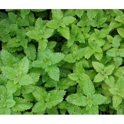 MEDUŇKA LÉKAŘSKÁ CITRA - MELISSA OFFICINALIS - SEMENA MEDUŇKY 0,3 G (CCA 550 KS)