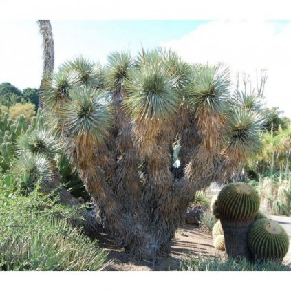 JUKA THOMPSONOVA - MRAZUVZDORNÁ (YUCCA THOMPSONIANA) SEMENA JUKY - 10 KS