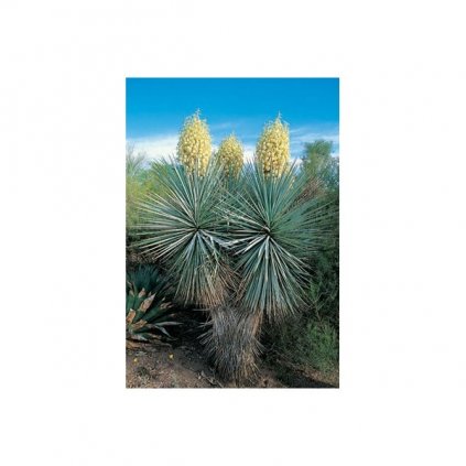 Juka rigida - mrazuvzdorná (Yucca rigida) semena juky - 10 ks