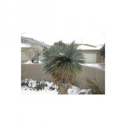Juka rostrata - mrazuvzdorná (Yucca rostrata) semena juky - 10 ks
