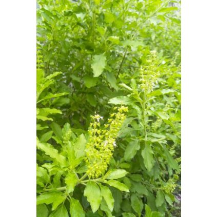 Bazalka posvátná Tulsi (Ocimum sanctum) - semena bazalky 1 g