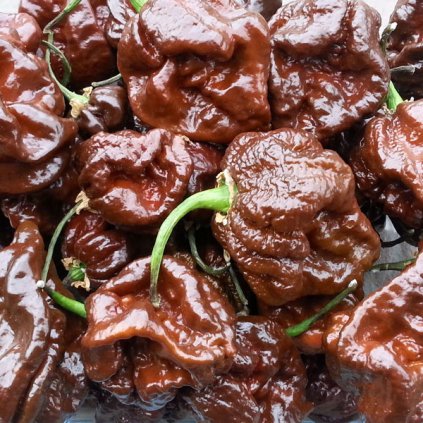Trinidad Scorpion Moruga Chocolate, extrémně pálivé chilli papričky - semena čili papriček - 5 ks
