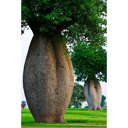 Vlnovec nádherný (Ceiba speciosa) semena 3ks