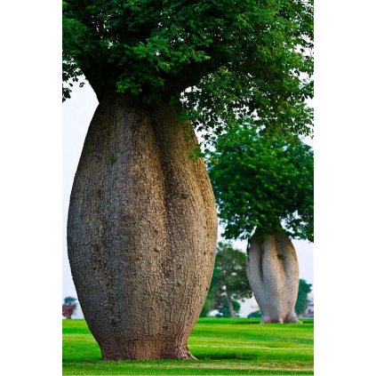 VLNOVEC NÁDHERNÝ (CEIBA SPECIOSA) - SEMENA VLNOVCE - 10 KS