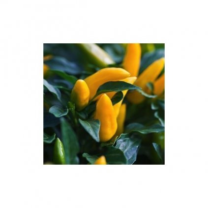 Kordara - okrasné žluté chilli papričky - semena - 0,1 g, 15 ks