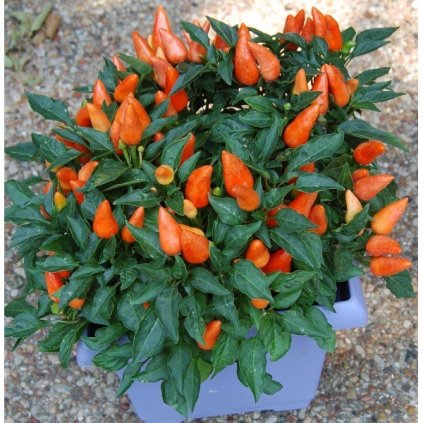 Foxta - okrasné oranžové chilli papričky - semena - 0,1 g, 15 ks