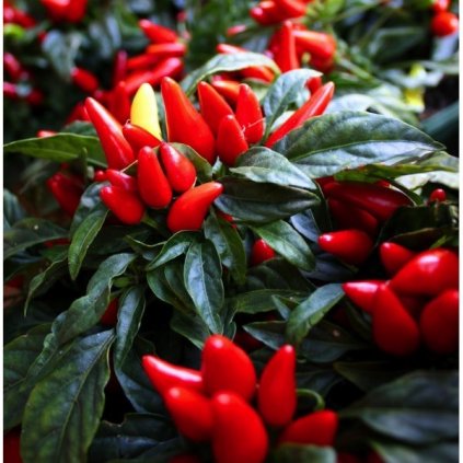 FIGURA - OKRASNÉ ČERVENÉ CHILLI PAPRIČKY (CAPSICUM ANNUUM)- SEMENA PAPRIČEK - 0,1 G (CCA 10 KS)