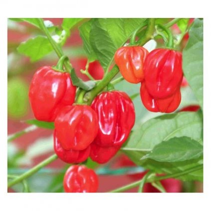Scotch Bonnet Red, červené extrémně pálivé chilli papričky - semena papriček - 10 ks