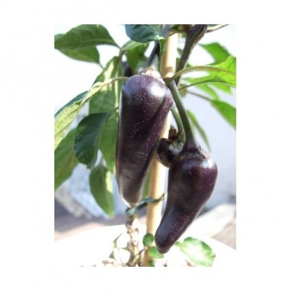 Serrano Purple - fialové chilli papričky - semena chilli papriček - 10 ks