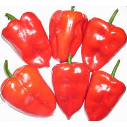 ANCHO POBLANO - ORGANICKÁ SEMENA CHILLI PAPRIČEK - 5 KS