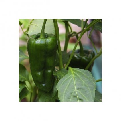 Poblano - mexické chilli papričky - semena mírně pálivých chilli papriček - 10 ks