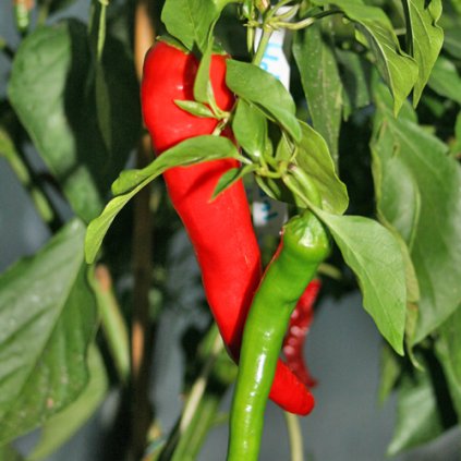 Hot Portugal - červené chilli papričky - semena chilli papriček - 10 ks