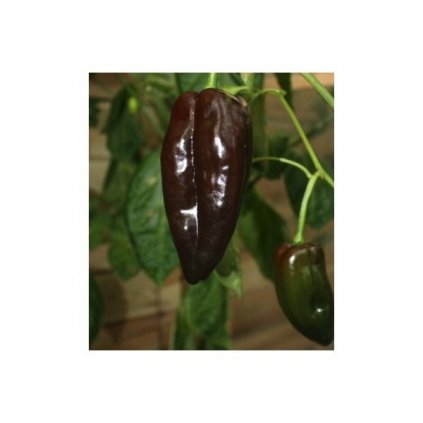 Mulato Isleno - hnědé chilli papričky - semena mírně pálivých chilli papriček - 10 ks