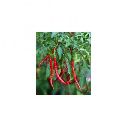 Chile de Arbol - červené chilli papričky - semena mírně pálivých chilli papriček - 10 ks