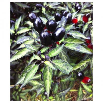 Black Olive - černé okrasné chilli papričky - BIO semena chilli papriček - 5 ks