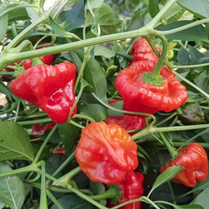 Jamaican Hot Red, červené extrémně pálivé chilli papričky - semena papriček - 10 ks