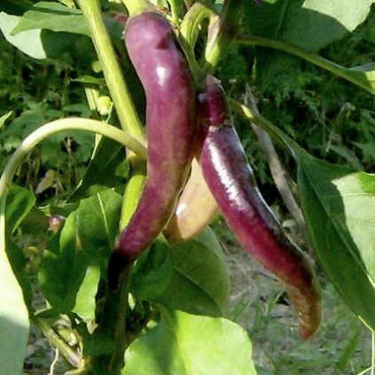 Cayenne Purple - kajenský pepř fialový - semena chilli papriček - 10 ks