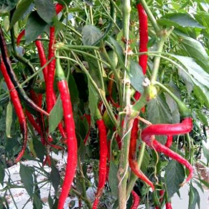 Cayenne Long Slim - kajenský pepř - semena chilli papriček - 10 ks