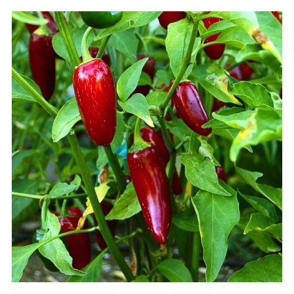 Jalapeno TAM - červené chilli papričky - semena mírně pálivých chilli papriček - 10 ks