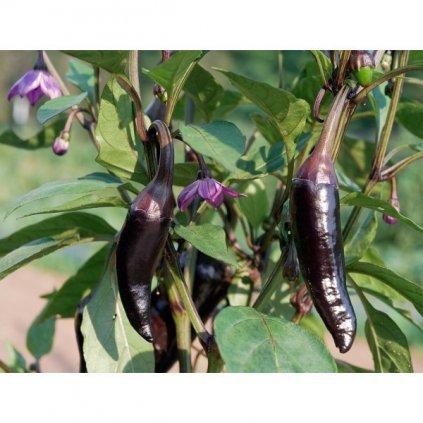 Jalapeno Purple - fialové chilli papričky - semena chilli papriček - 10 ks