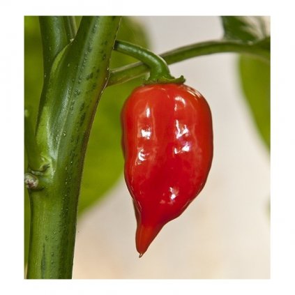 Habanero Maya Red červené, extrémně pálivé chilli papričky - semena papriček - 10 ks