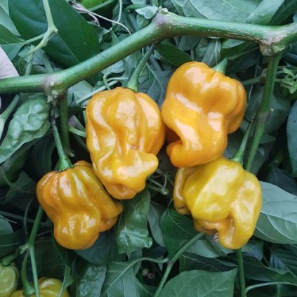 Habanero Mustard oranžové, extrémně pálivé chilli papričky - semena papriček - 5 ks
