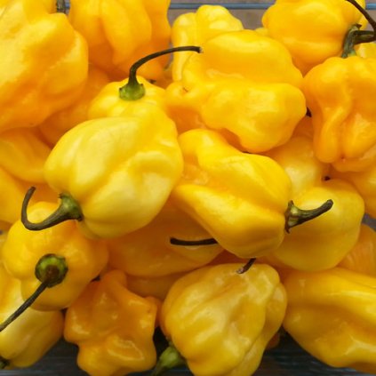 Habanero Yellow žluté, extrémně pálivé chilli papričky - semena papriček - 10 ks