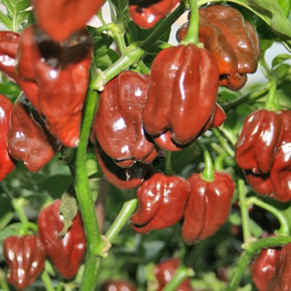 Habanero Chocolate čokoládové, extrémně pálivé chilli papričky - semena papriček - 5 ks