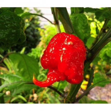 Carolina Reaper, extrémně pálivé chilli papričky - semena čili papriček - 5 ks