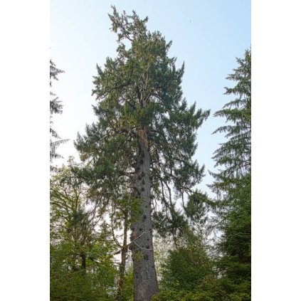 picea sitc