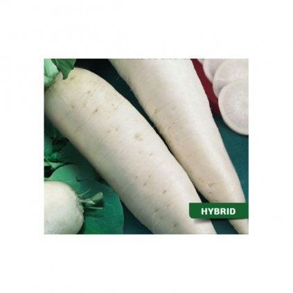 ŘEDKEV BÍLÁ TYP DAIKON ALABASTER F1 (RAPHANUS SATIVUS L. VAR. NIGER) - SEMENA ŘEDKVE - 2 G (CCA 160 KS)