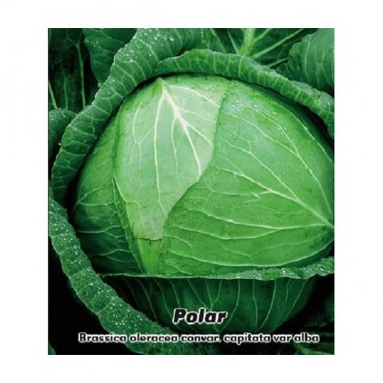 BÍLÉ ZELÍ HLÁVKOVÉ POZDNÍ POLAR (BRASSICA OLERACEA)- SEMENA ZELÍ 1 G, (CCA 250 KS)