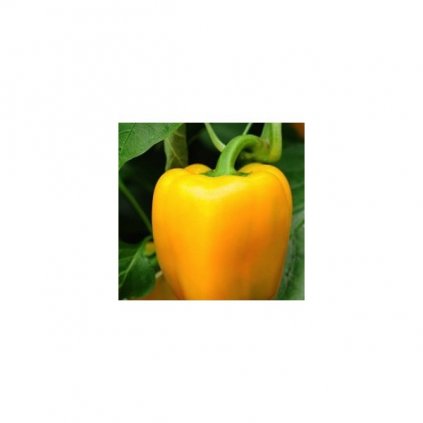 Paprika zeleninová žlutá - Mystery - semena papriky - 0,3 g, 40 ks