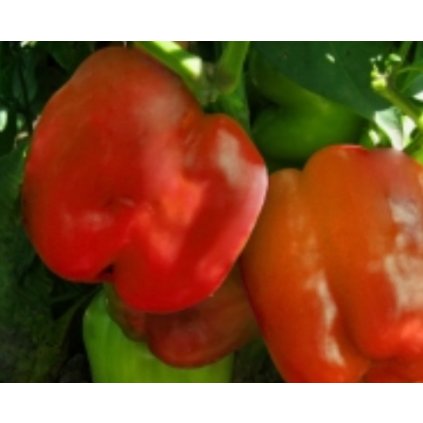 Paprika zeleninová červená - Granova - semena papriky - 0,4 g, 50 ks