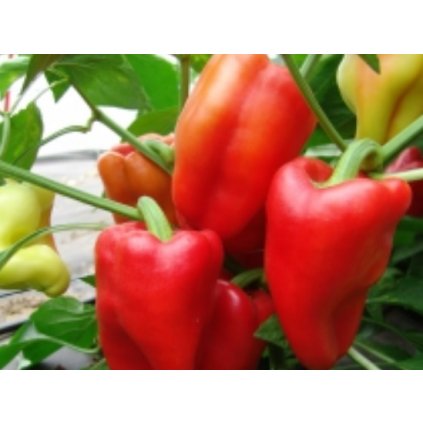 Paprika zeleninová červená - Andrea - semena papriky - 0,4 g, 50 ks