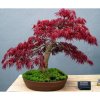 Javor dlanitolistý červený zpeřený (Acer palmatum atropurpureum dissectum) semena javoru - 3 ks